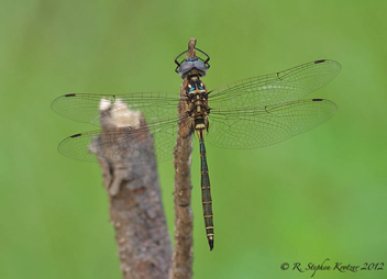 Somatochlora calverti, male